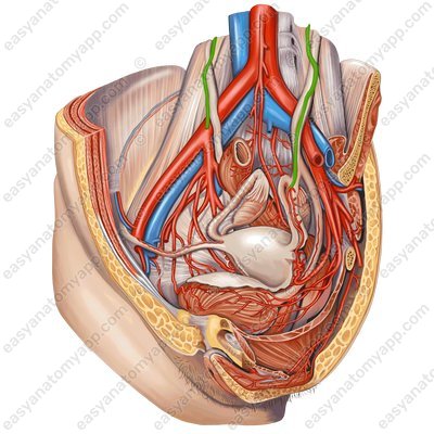 Ovarian artery (a. ovarica)